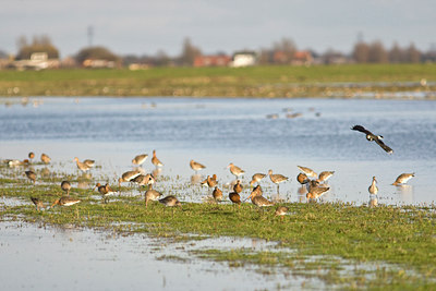 BUITEN BEELD Foto: 86713