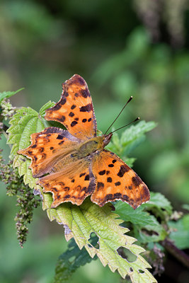 BUITEN BEELD Foto: 86715