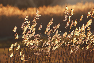 BUITEN BEELD Foto: 86732