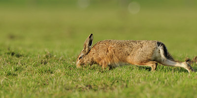 BUITEN BEELD Foto: 86771