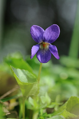 BUITEN BEELD Foto: 86775