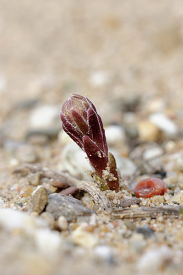 BUITEN BEELD Foto: 86778