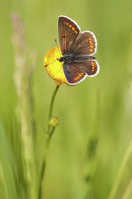 BUITEN BEELD Foto: 86786