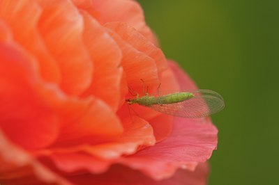 BUITEN BEELD Foto: 86788