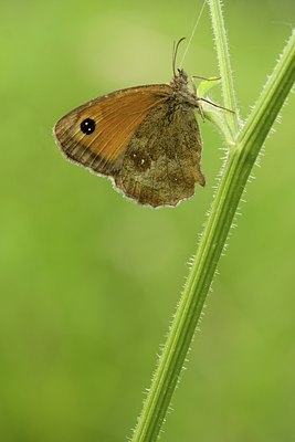BUITEN BEELD Foto: 86790