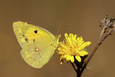 BUITEN BEELD Foto: 86791