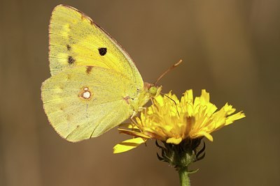 BUITEN BEELD Foto: 86793