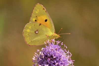 BUITEN BEELD Foto: 86794