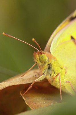 BUITEN BEELD Foto: 86795