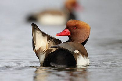 BUITEN BEELD Foto: 86817