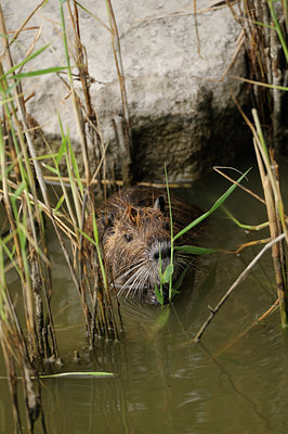 BUITEN BEELD Foto: 86862