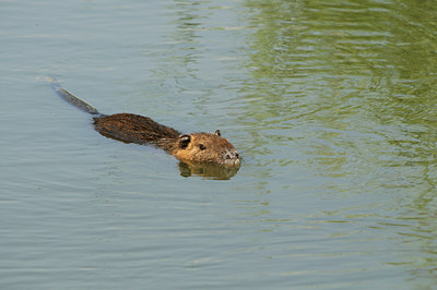 BUITEN BEELD Foto: 86865