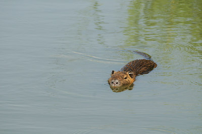 BUITEN BEELD Foto: 86866