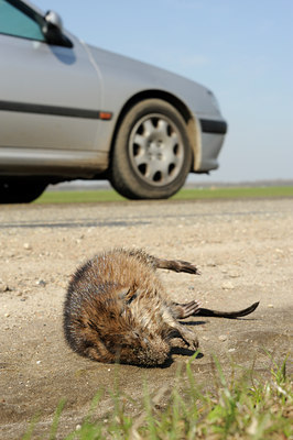 BUITEN BEELD Foto: 86869