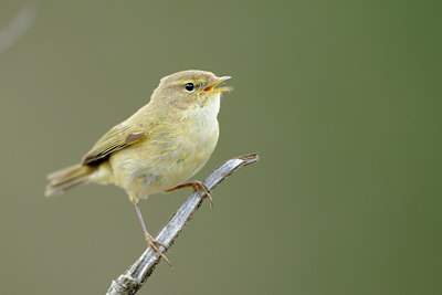 BUITEN BEELD Foto: 86873