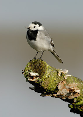 BUITEN BEELD Foto: 86877