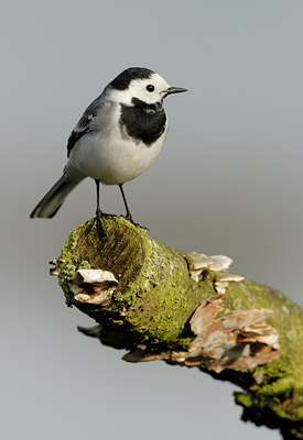 BUITEN BEELD Foto: 86898