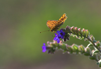 BUITEN BEELD Foto: 86915