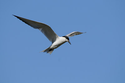 BUITEN BEELD Foto: 86918
