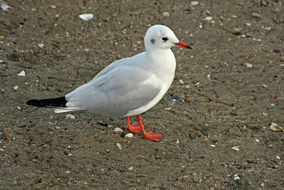 BUITEN BEELD Foto: 86926