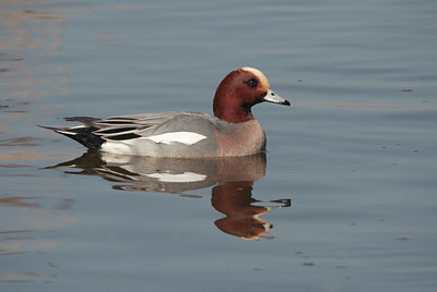BUITEN BEELD Foto: 86932