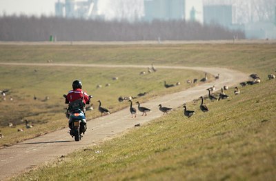 BUITEN BEELD Foto: 86935