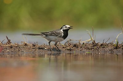 BUITEN BEELD Foto: 86959
