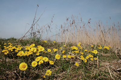 BUITEN BEELD Foto: 86962