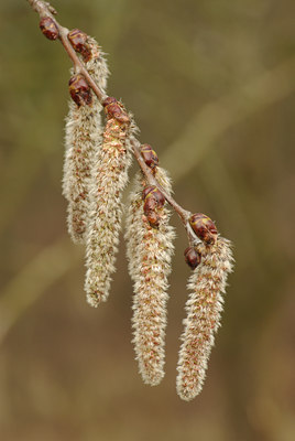 BUITEN BEELD Foto: 86978