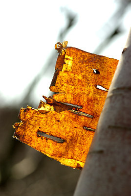 BUITEN BEELD Foto: 86989