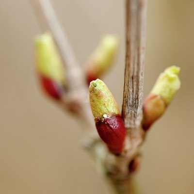 BUITEN BEELD Foto: 87003