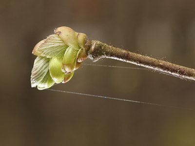 BUITEN BEELD Foto: 87012