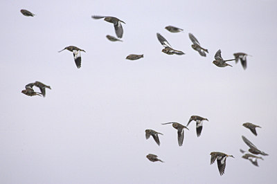 BUITEN BEELD Foto: 87064