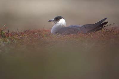 BUITEN BEELD Foto: 87088