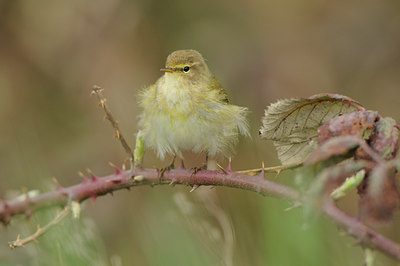 BUITEN BEELD Foto: 87109