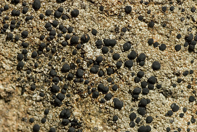 BUITEN BEELD Foto: 87126
