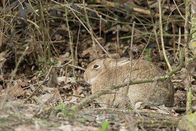 BUITEN BEELD Foto: 87128