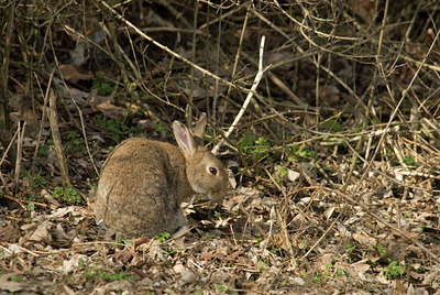 BUITEN BEELD Foto: 87132