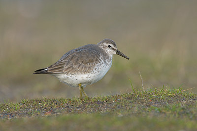 BUITEN BEELD Foto: 87150