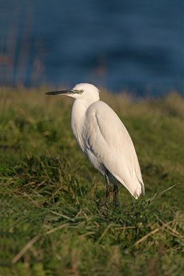 BUITEN BEELD Foto: 87152