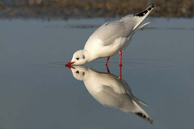 BUITEN BEELD Foto: 87157