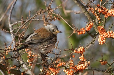 BUITEN BEELD Foto: 87159