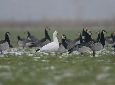 BUITEN BEELD Foto: 87164