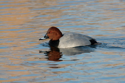 BUITEN BEELD Foto: 87165