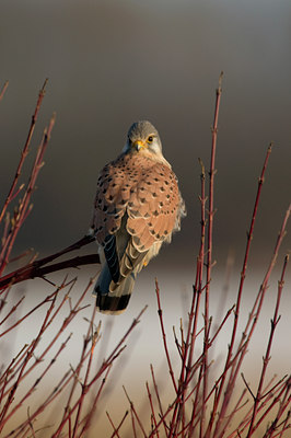 BUITEN BEELD Foto: 87166