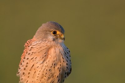 BUITEN BEELD Foto: 87168