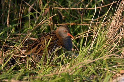 BUITEN BEELD Foto: 87172