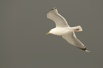 BUITEN BEELD Foto: 87179