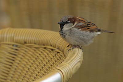 BUITEN BEELD Foto: 87181