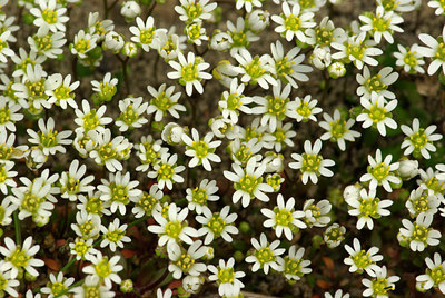 BUITEN BEELD Foto: 87186